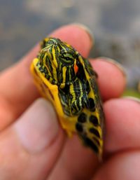 Cropped image of hand holding crab