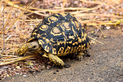 Close-up of turtle on ground