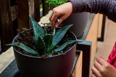 Girl putting fertilizer for potted plants in early spring