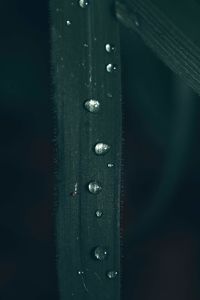 Close-up of water drops on wood