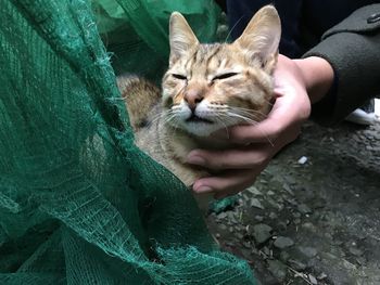 Cat lying on hand
