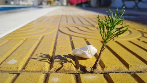 Close-up of white flower on footpath