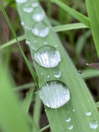 Close-up of raindrops on grass