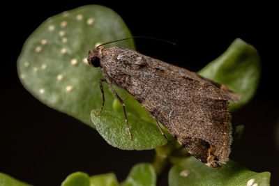 Close-up of insect on leaf against black background