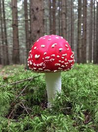 Close-up of fly agaric mushroom in forest