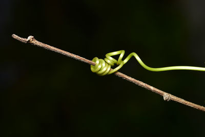 Close-up of grasshopper on twig