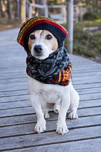 Portrait of dog wearing hat