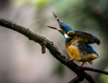 Close-up of bird perching on branch