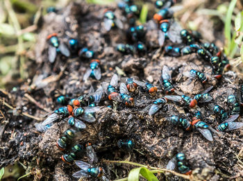 High angle view of insect on land