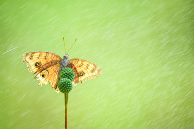 Close-up of butterfly on plant