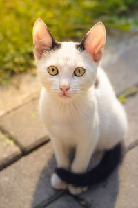 Portrait of cat sitting outdoors