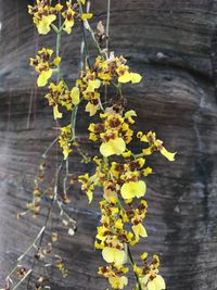 Close-up of yellow flowers