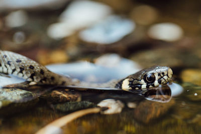 Close-up of snake in water