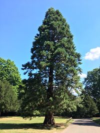 Trees by road against blue sky