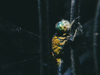 Close-up of a bird