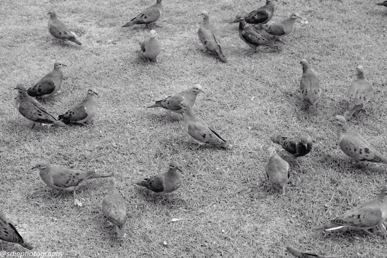 sand, beach, high angle view, nature, backgrounds, full frame, animal track, animal themes, day, no people, outdoors, paw print, bird