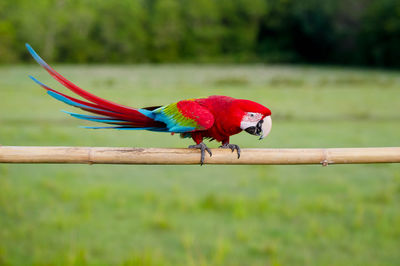 Red bird perching on a plant