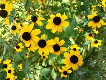 Close-up of yellow flowers blooming outdoors