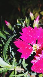 Close-up of pink flower