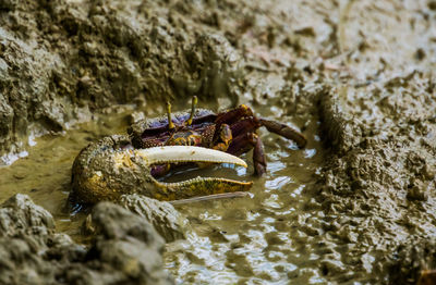 Close-up of crab on rock by sea