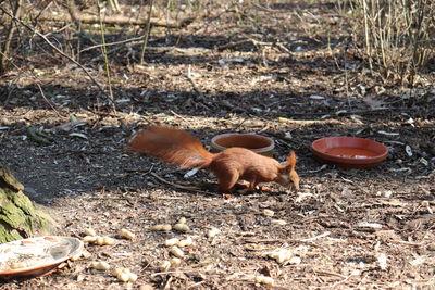 View of cat lying on field