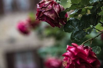 Close-up of red rose