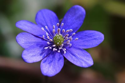 Close-up of purple blue flower