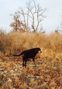 Dog standing on grassy field