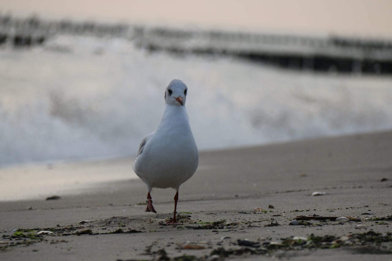 bird, animal themes, one animal, animals in the wild, wildlife, seagull, beach, focus on foreground, sea, shore, perching, sand, beak, water, nature, side view, full length, close-up, outdoors, day