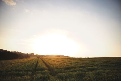 Scenic view of agricultural field against sky during sunset