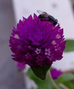 Close-up of bee pollinating on flower