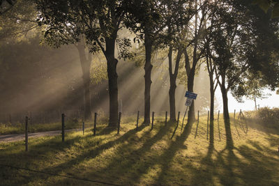 Trees on field during foggy weather