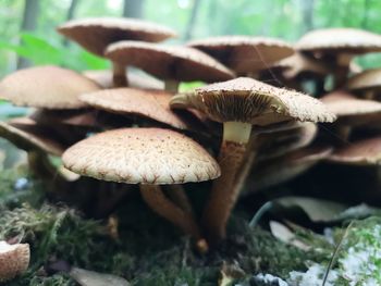 Close-up of mushroom growing on field
