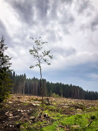 Plants growing on land against sky