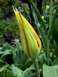 Close-up of yellow flower