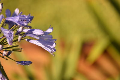 Close-up of water drops on flower