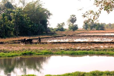 Scenic view of landscape