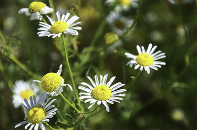 Close-up of white daisy flowers