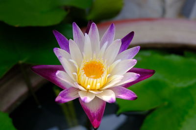 Close-up of lotus water lily in pond