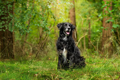 Portrait of dog sitting on grass in forest