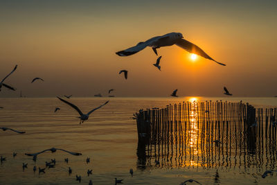 Seagulls flying over beach against sky during sunset