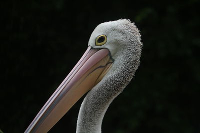 Close-up of pelican