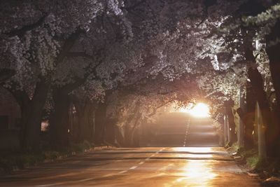 Street amidst trees in park