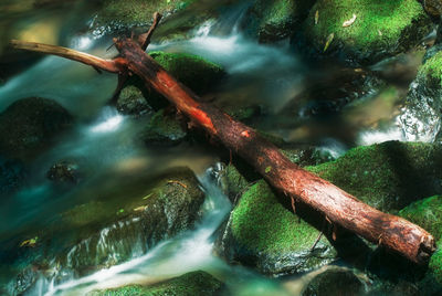 High angle view of sea by tree
