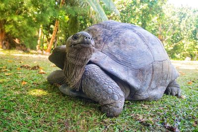 Close-up of tortoise on field