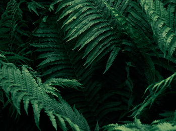 Close-up of fern leaves