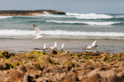 Seagulls on shore at beach