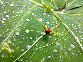 Close-up of ladybug on leaf