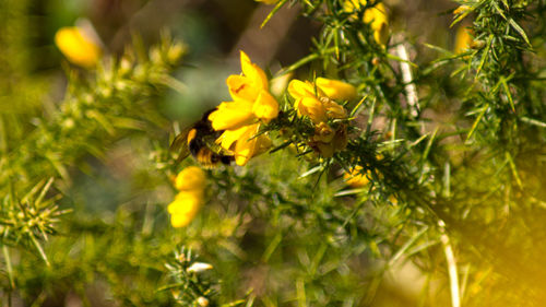 Close-up of yellow flower