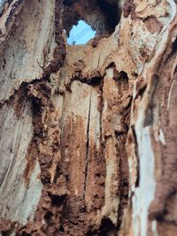 Close-up of tree trunk